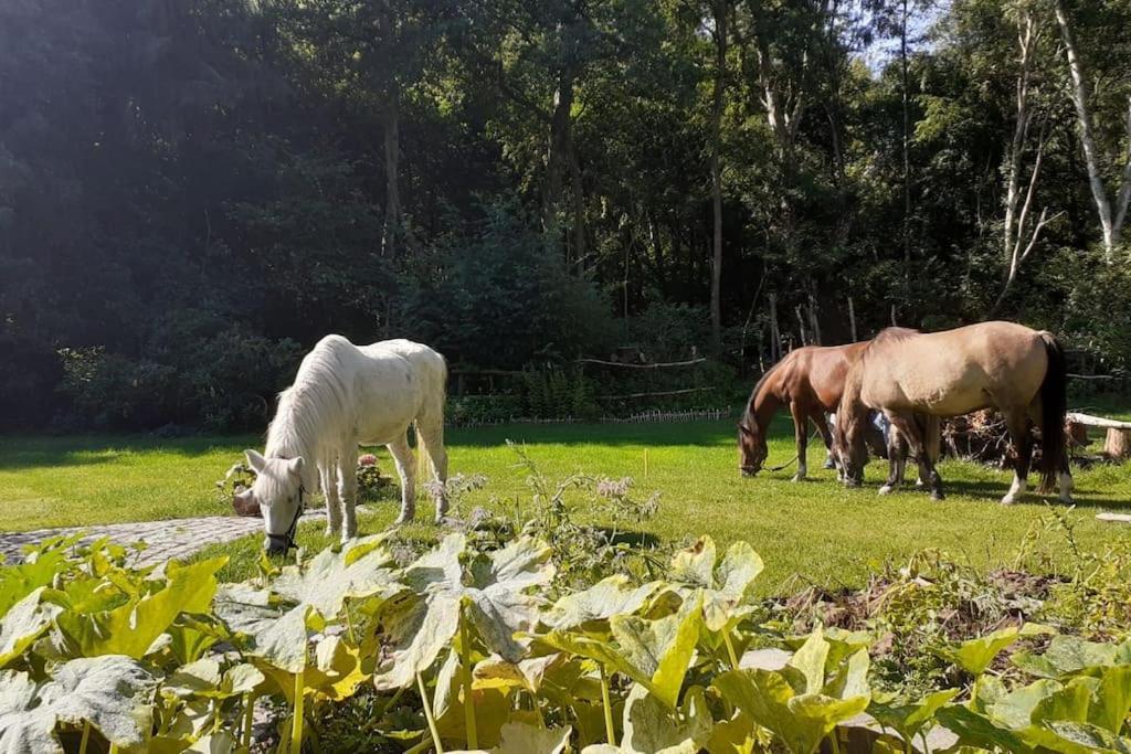 Poggenhagen Urlaub Mitten In Der Natur Neustadt am Rübenberge Exterior foto