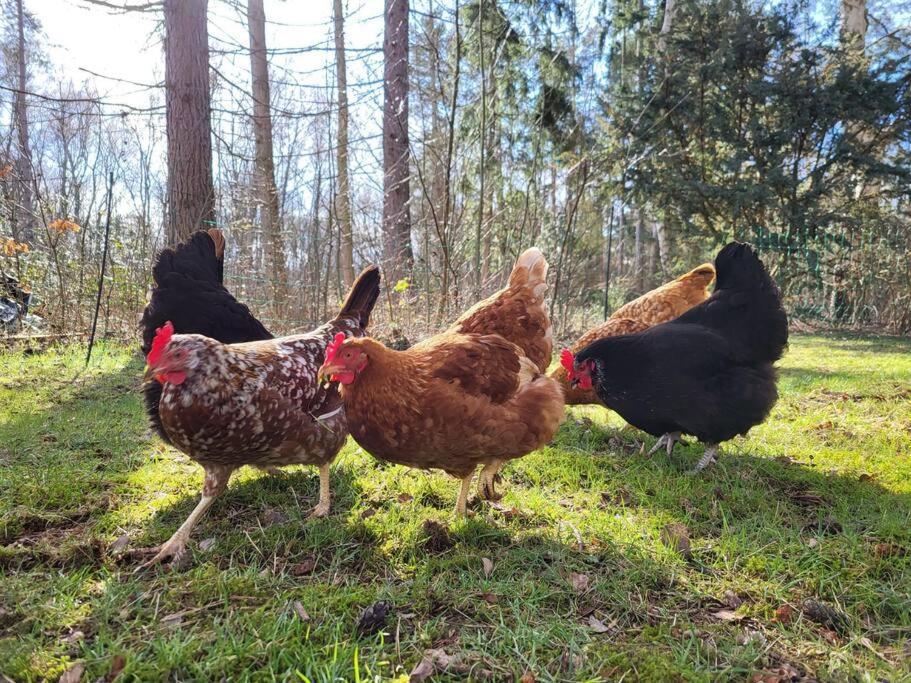 Poggenhagen Urlaub Mitten In Der Natur Neustadt am Rübenberge Exterior foto